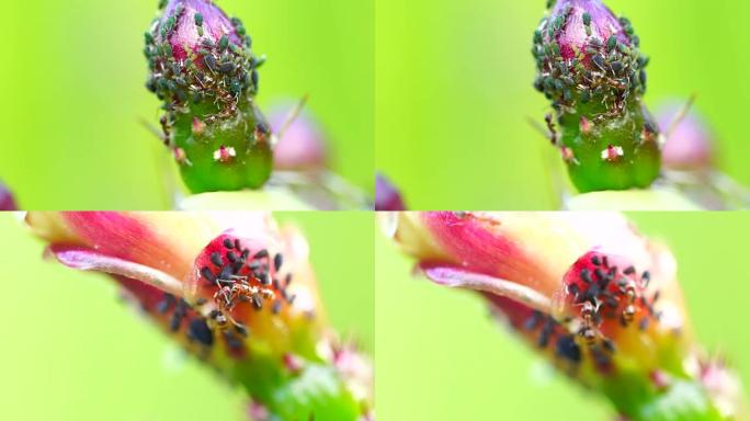 仙人掌花4k中的蚂蚁和蚜虫