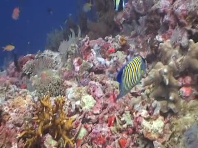 热带珊瑚礁上的Regal Angelfish 1