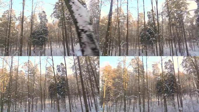 慢动作: 冬季树木和森林