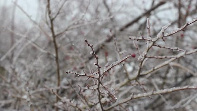 冬季背景高清视频雪林雪景冰天雪地