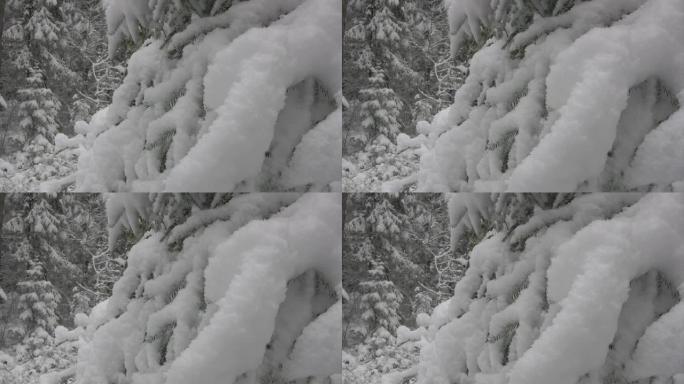 在圣诞树上下雪