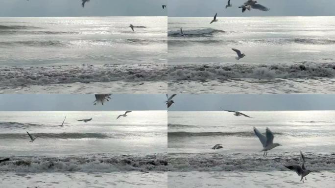 波浪和海鸥