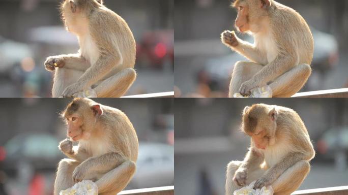 泰国华富里市的猴子