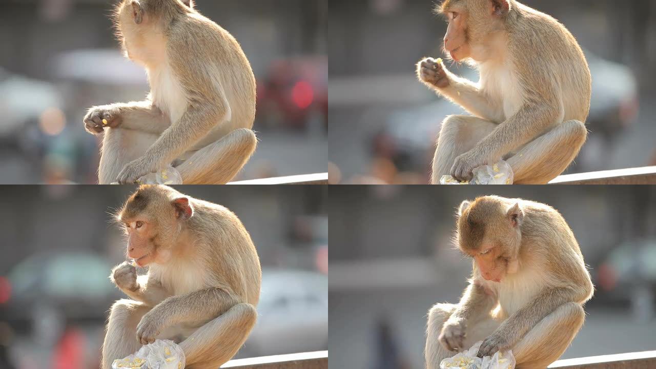 泰国华富里市的猴子