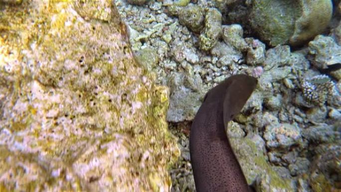 巨型海鳗在珊瑚礁上游泳-马尔代夫