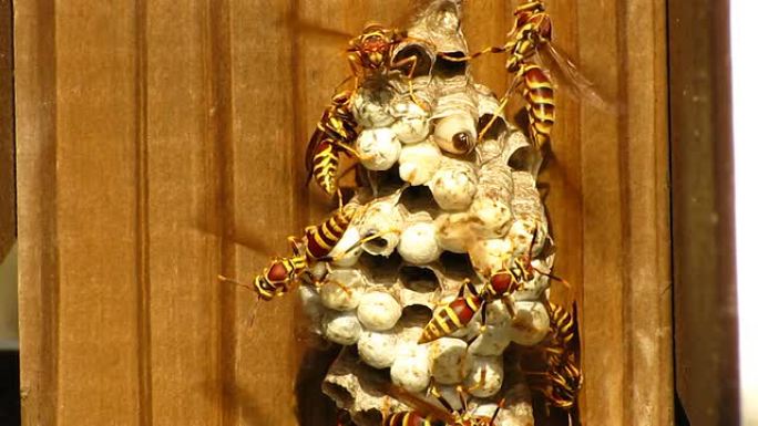 黄蜂巢黄蜂巢