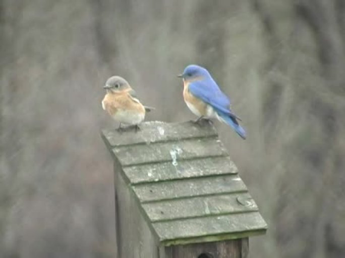 蓝鸟夫妇蓝色小鸟