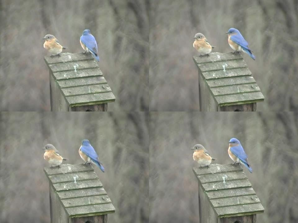 蓝鸟夫妇蓝色小鸟
