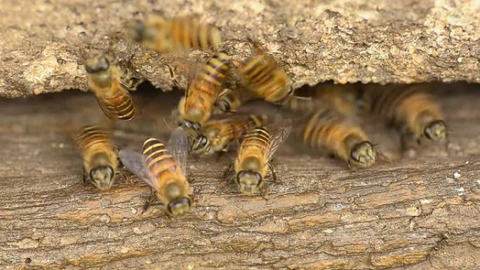木制蜂箱里的蜜蜂