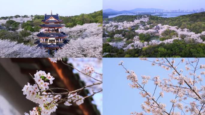 【4K】无锡太湖鼋头渚樱花 赏樱楼