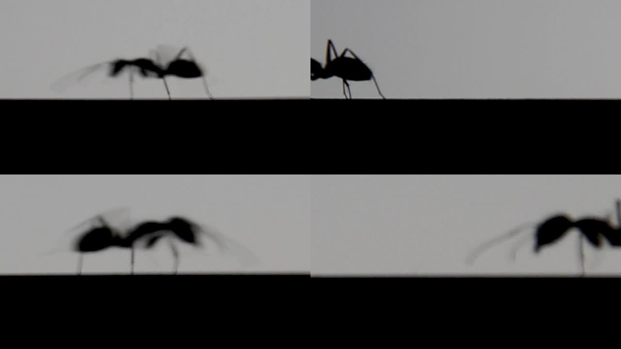 蚂蚁的轮廓