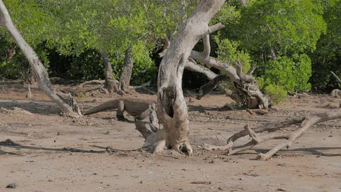 野生科莫多龙，在海滩上行走，科莫多岛