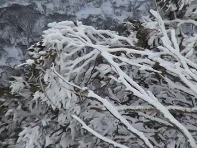 雪枝瑞雪纷飞雪景冬天小雪大雪下雪花