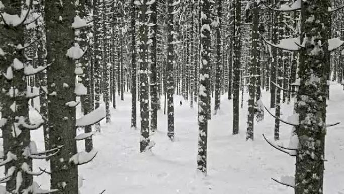 空中云杉森林树干被雪变白