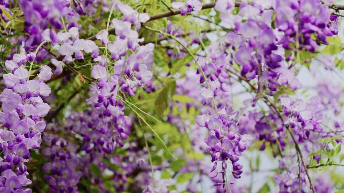 风中摇曳的紫色花紫藤花