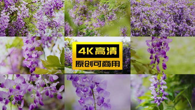 风中摇曳的紫色花紫藤花