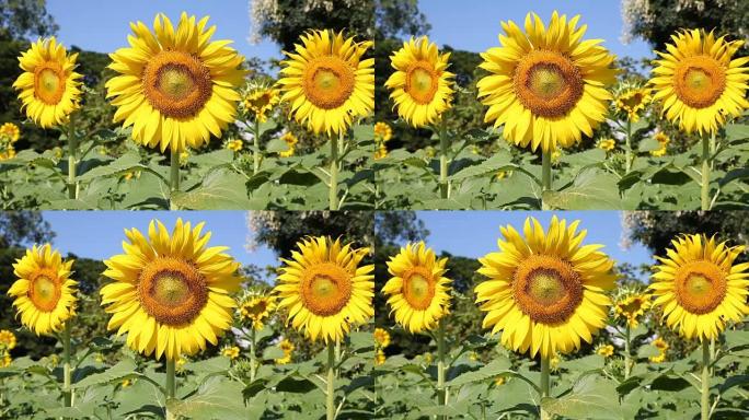 美丽的向日葵在花园里盛开