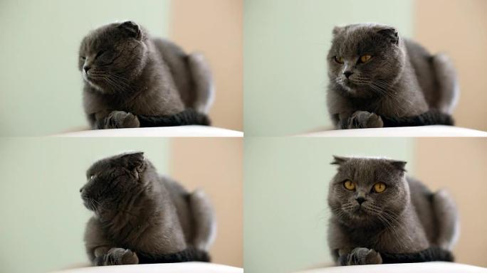 英国猫坐在房间的沙发上