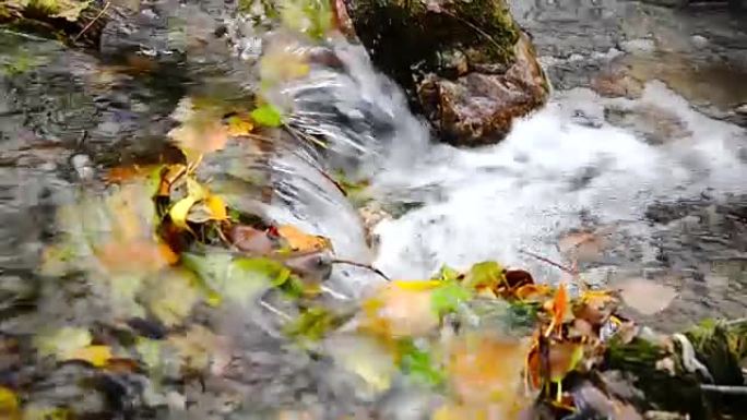 漂浮在水面上的叶子。特写