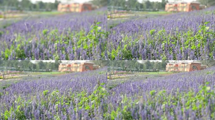 带花园的紫色celosia，Shift focus HD VDO