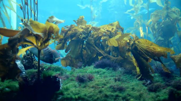 海底世界潜水观光蓝色星球生物多样性
