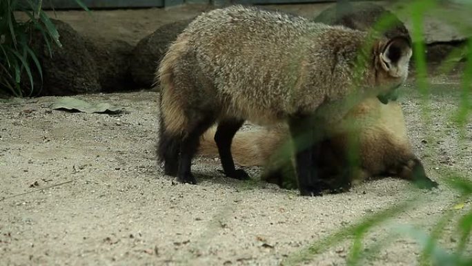 豺狼动物园野生动物保护生物多样