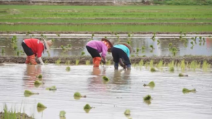 泰国NAN-2015年6月20日-泰国农民在泰国北部Nan省使用手扶拖拉机种植水稻种植土壤。