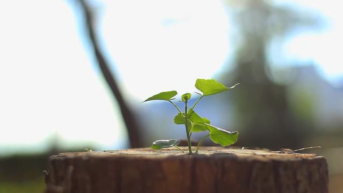 在树桩上发芽新生命