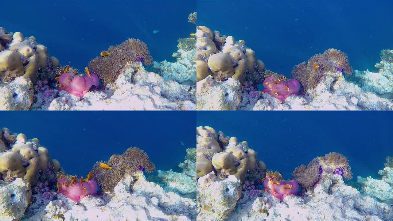 马尔代夫海葵中的野生小丑鱼。