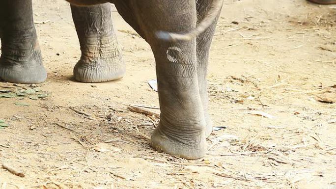 大象腿的运动粗壮尾巴甩尾