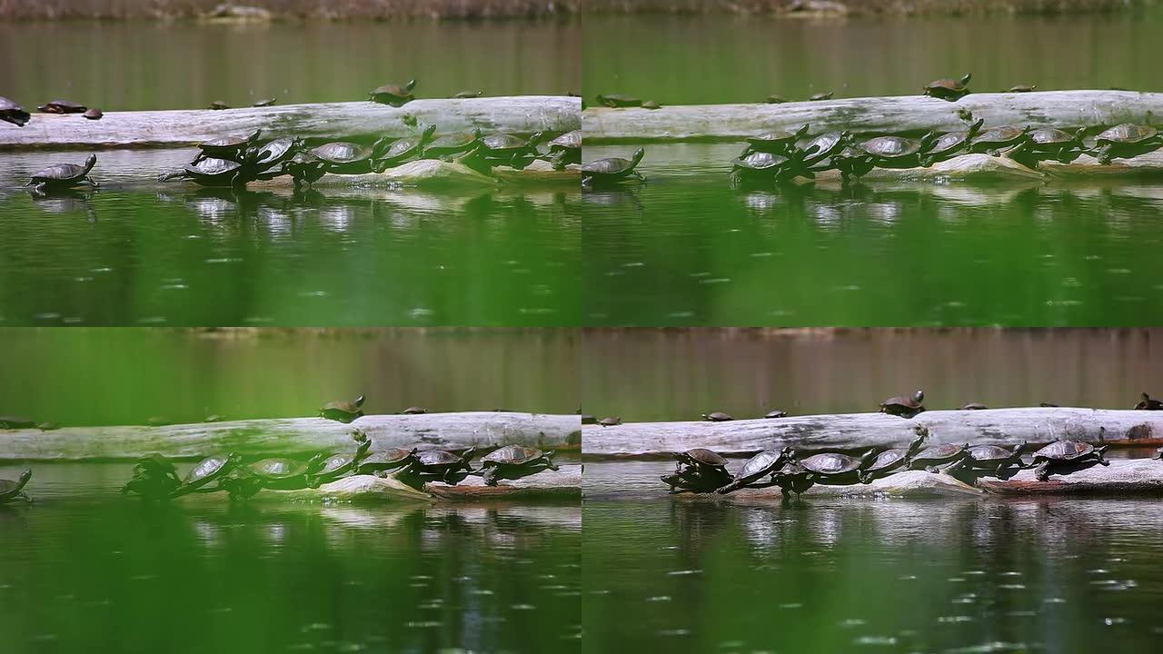 一群乌龟在河石上晒太阳