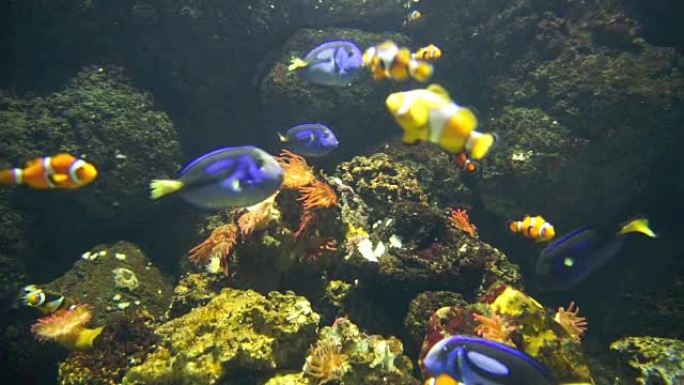水族馆珊瑚礁上的Nemo & 热带鱼