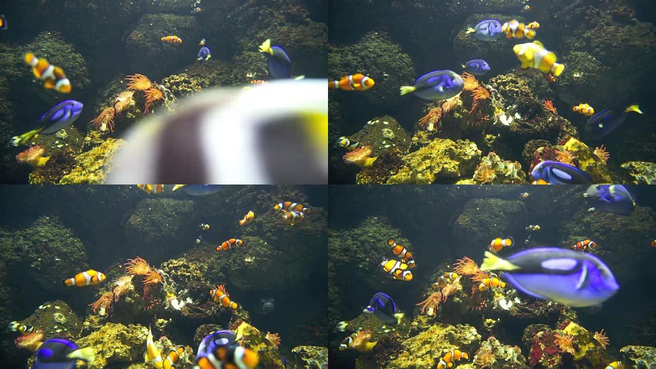 水族馆珊瑚礁上的Nemo & 热带鱼