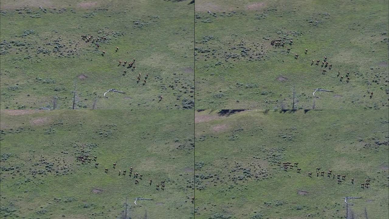 麋鹿群-鸟瞰图-怀俄明州，帕克县，直升机拍摄，空中视频，cineflex，建立镜头，美国