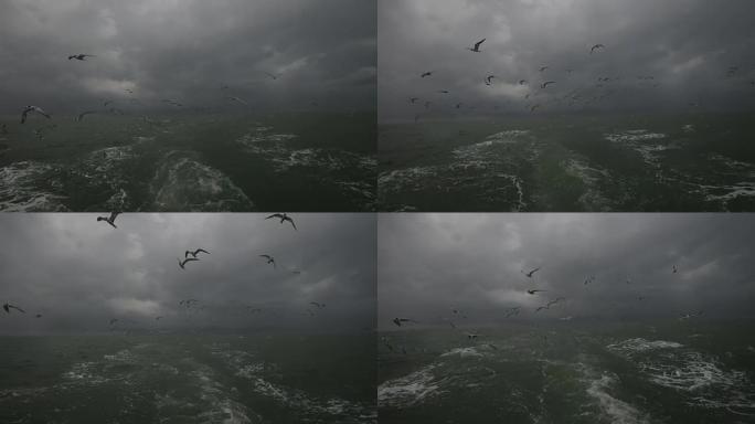 一群海鸟从空中潜水来抓鱼。