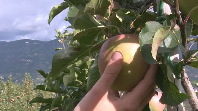 摘苹果采摘苹果