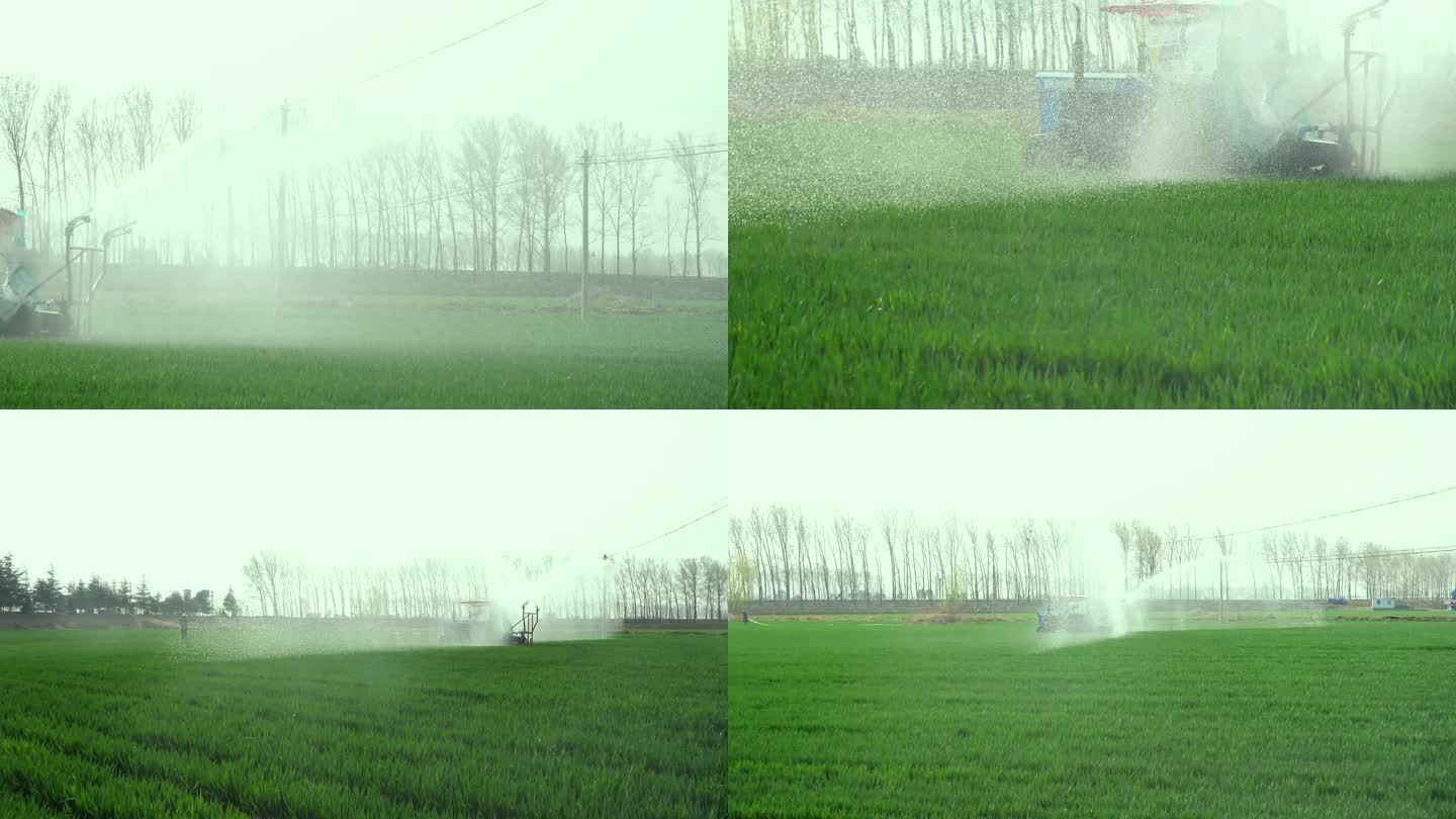 小麦喷灌 现代化种植 高标准农田 滴灌