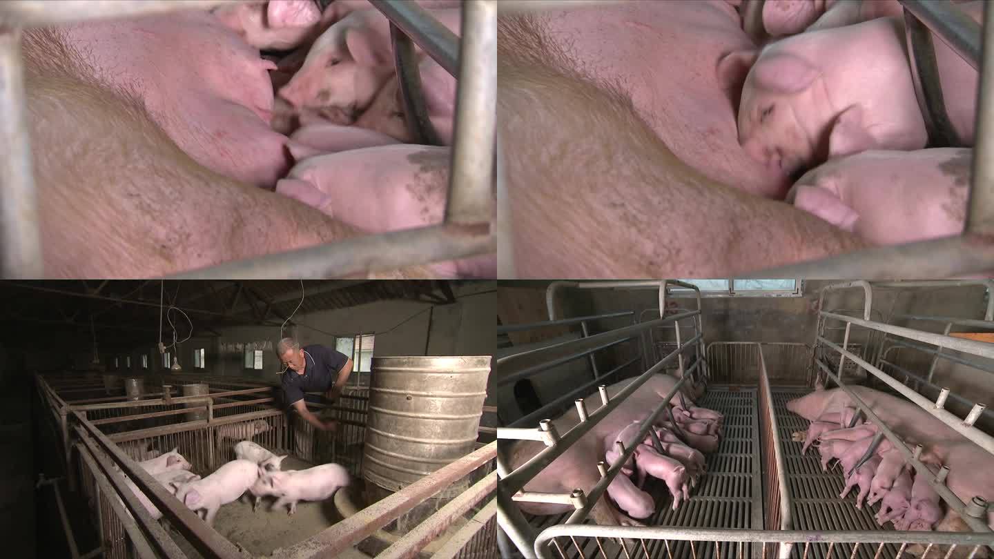 农家养猪、土猪喂奶