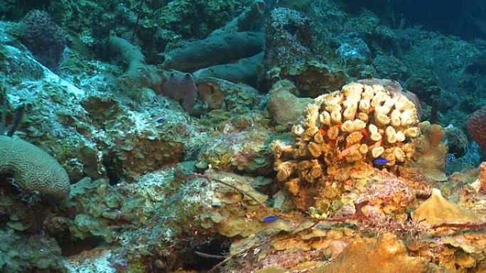 热带加勒比海珊瑚礁的珊瑚园