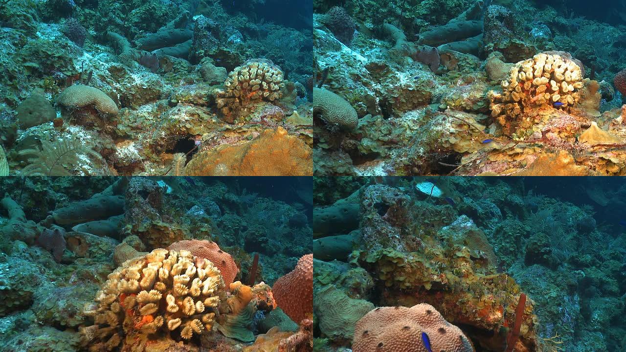 热带加勒比海珊瑚礁的珊瑚园