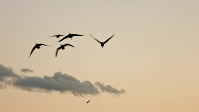 日落时的鸟群