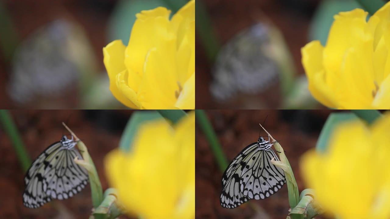 焦点从黄色郁金香到黑白蝴蝶，浅自由度