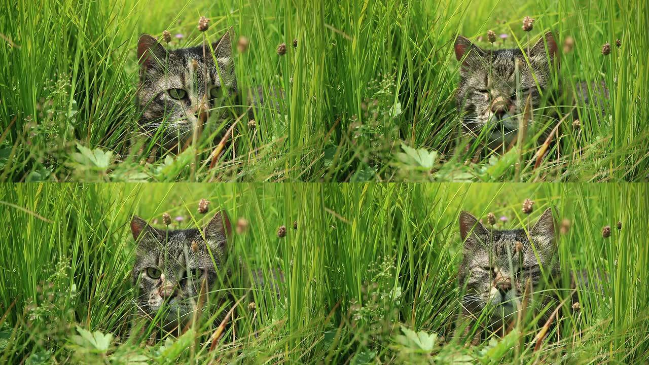 高清: 草地上的猫，多风的天气