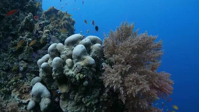 海歌迪 (Anthias fish) 分组并藏在珊瑚中 (4K)
