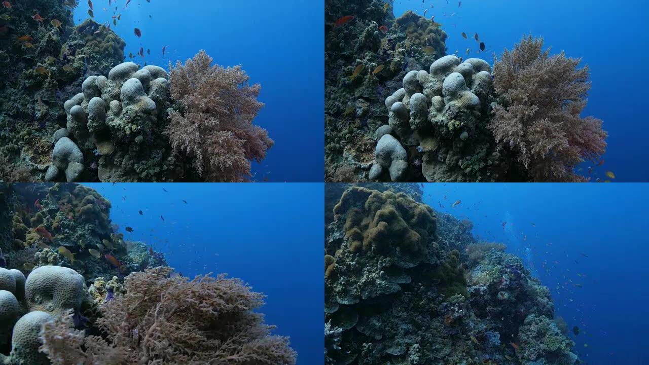海歌迪 (Anthias fish) 分组并藏在珊瑚中 (4K)