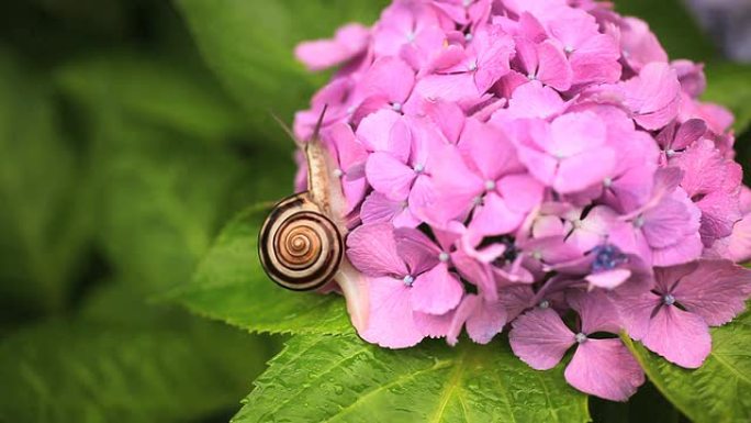 蜗牛蜗牛