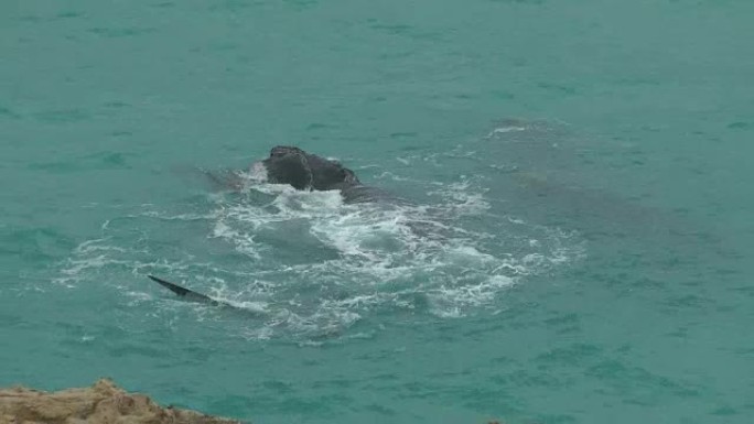 鲸鱼鲸鱼大海野生动物生物海洋世界