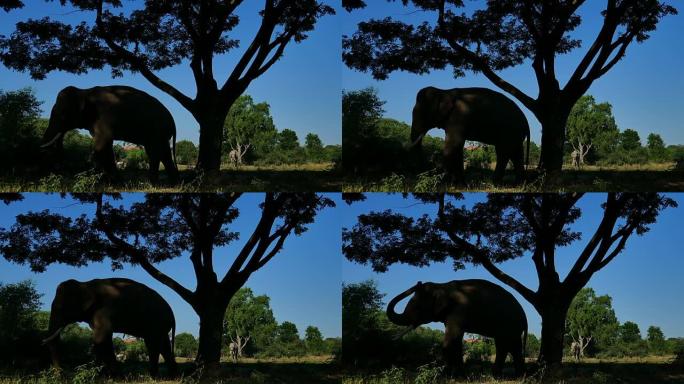 泰国素林的亚洲象草原大型哺乳动物树荫