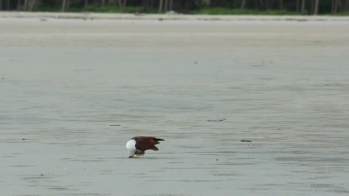 海鹰在海滩上吃鱼海鹰在海滩上吃鱼