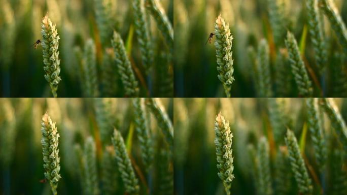 小麦上的小昆虫